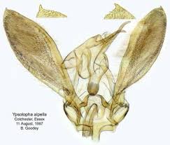 Attēlu rezultāti vaicājumam “Ypsolophidae”