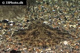 Image result for Amblyraja radiata