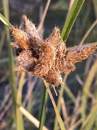 Attēlu rezultāti vaicājumam “Bolboschoenus maritimus”