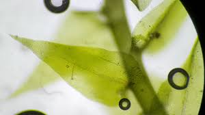 Attēlu rezultāti vaicājumam “Hygroamblystegium humile”