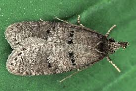 Attēlu rezultāti vaicājumam “Luquetia lobella”