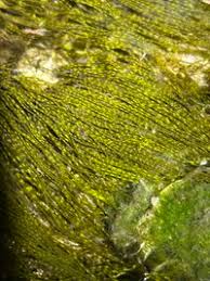 Attēlu rezultāti vaicājumam “Lemanea fluviatilis”