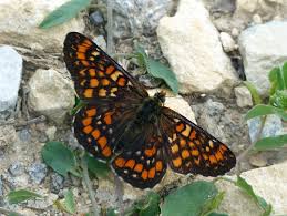 Attēlu rezultāti vaicājumam “Euphydryas maturna”