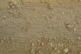 Attēlu rezultāti vaicājumam “Phlebia rufa”