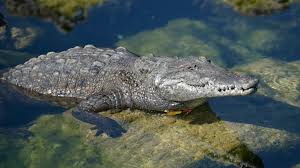 Image result for Crocodylus acutus