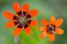 Image result for Adonis aestivalis