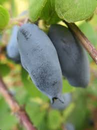 Attēlu rezultāti vaicājumam “Lonicera caerulea var. pallasii”