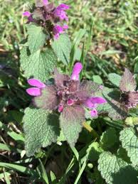 Attēlu rezultāti vaicājumam “Lamium purpureum flower”