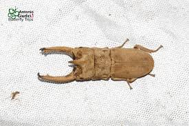 Attēlu rezultāti vaicājumam “Scaphisoma sp.”