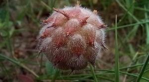 Attēlu rezultāti vaicājumam “Trifolium fragiferum fruit”