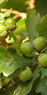 Attēlu rezultāti vaicājumam “Quercus robur Fastigiata leaf”