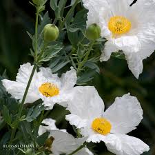 Image result for Romneya coulteri