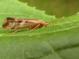 Attēlu rezultāti vaicājumam “Limnephilus larva”