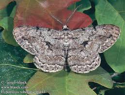 Attēlu rezultāti vaicājumam “Hypomecis roboraria”