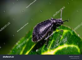 Attēlu rezultāti vaicājumam “Galeruca tanaceti”