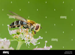 Attēlu rezultāti vaicājumam “Leucozona glaucia”