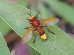 Attēlu rezultāti vaicājumam “Conopidae”