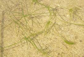 Attēlu rezultāti vaicājumam “Chara globularis”