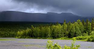 Image result for лес,