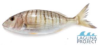 Image result for Lithognathus lithognathus