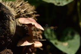 Attēlu rezultāti vaicājumam “Collybia acervata”