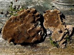 Attēlu rezultāti vaicājumam “Phellinus laevigatus”