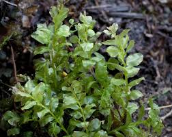 Attēlu rezultāti vaicājumam “Plagiomnium elatum”