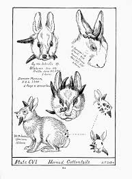 Attēlu rezultāti vaicājumam “Lepus sp.”