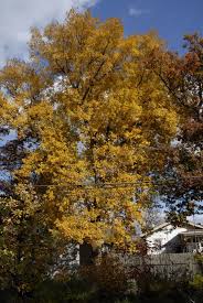 Attēlu rezultāti vaicājumam “Carya cordiformis”