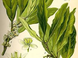 Attēlu rezultāti vaicājumam “Prunus cerasifera var. divaricata flower”