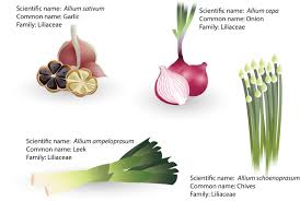 Attēlu rezultāti vaicājumam “Allium sativum”