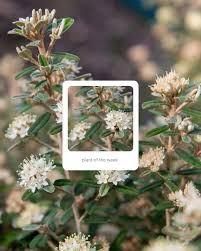 Attēlu rezultāti vaicājumam “Laserpitium latifolium flower”