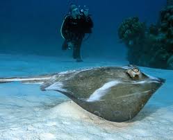 Image result for Hypanus americanus