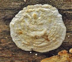 Attēlu rezultāti vaicājumam “Skeletocutis odora”