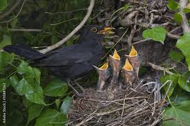 Attēlu rezultāti vaicājumam “Turdus merula nest”