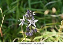 Attēlu rezultāti vaicājumam “Swertia perennis leaf”