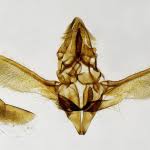 Attēlu rezultāti vaicājumam “Apomyelois bistriatella”