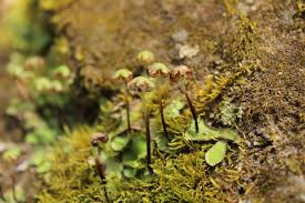 Attēlu rezultāti vaicājumam “Preissia quadrata”