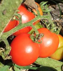 Afbeeldingsresultaat voor principe borghese tomato