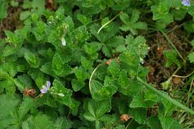 Image result for Veronica chamaedrys