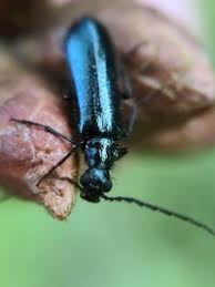 Attēlu rezultāti vaicājumam “Dasytes caeruleus”