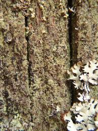 Attēlu rezultāti vaicājumam “Hertelidea botryosa”