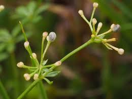 Attēlu rezultāti vaicājumam “Galium schultesii fruit”