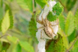 Attēlu rezultāti vaicājumam “Agelenidae”