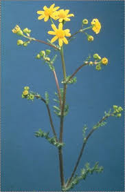 Attēlu rezultāti vaicājumam “Senecio vernalis bud”