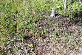 Attēlu rezultāti vaicājumam “Caprimulgus europaeus nest”