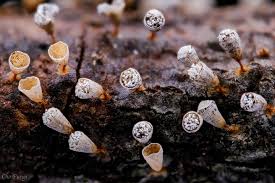 Attēlu rezultāti vaicājumam “Craterium sp.”