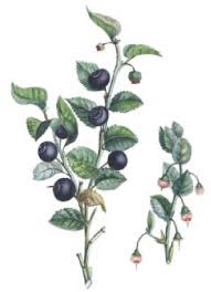 Attēlu rezultāti vaicājumam “Vaccinium myrtillus fruit”