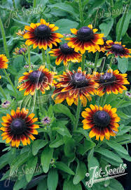 Image result for Rudbeckia