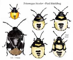 Attēlu rezultāti vaicājumam “Tritomegas bicolor nymph”